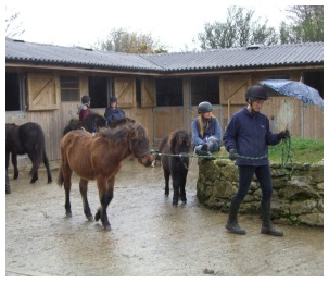 Dartmoor Ponies What We Do